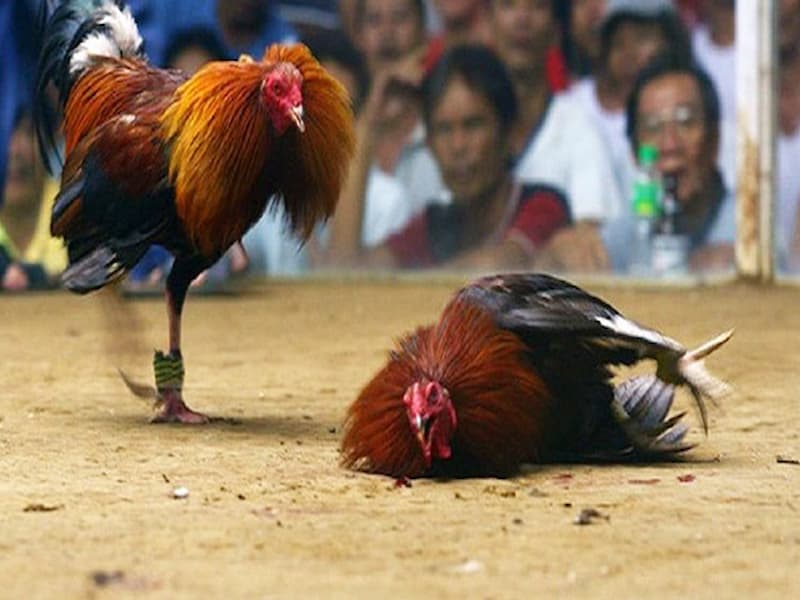 Loại hình phổ biến nhất tại các trường gà tại Philippines
